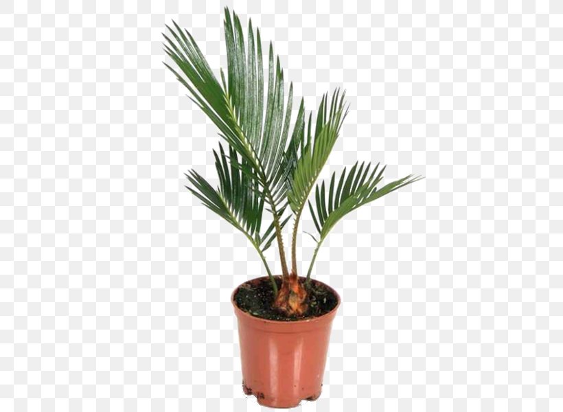 Asian Palmyra Palm Sago Palm Houseplant Arecaceae, PNG, 600x600px, Asian Palmyra Palm, Arecaceae, Arecales, Borassus, Borassus Flabellifer Download Free