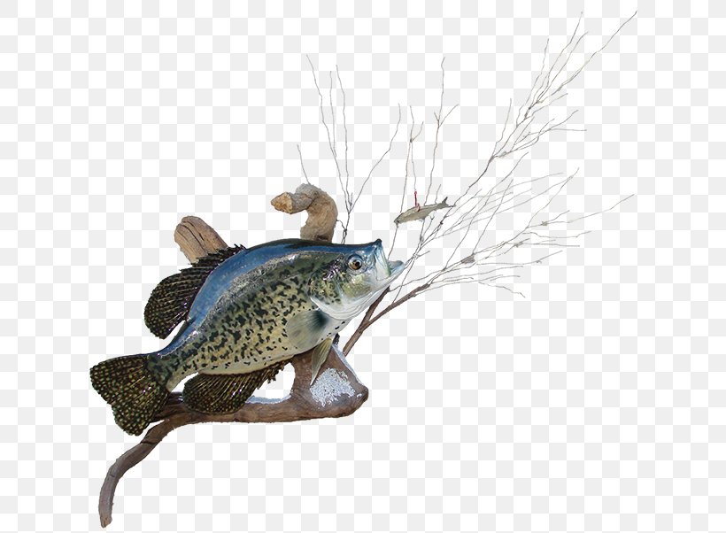 Black Crappie AZ Wildlife Creations White Crappie Rainbow Trout Largemouth Bass, PNG, 650x602px, Black Crappie, Arctic Char, Az Wildlife Creations, Bass, Brown Trout Download Free