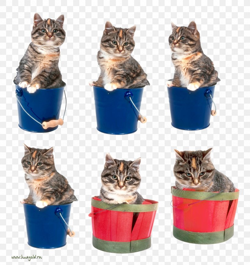 Cat Kitten Clip Art, PNG, 1733x1840px, Cat, Carnivoran, Cat Like Mammal, Data Compression, Flowerpot Download Free