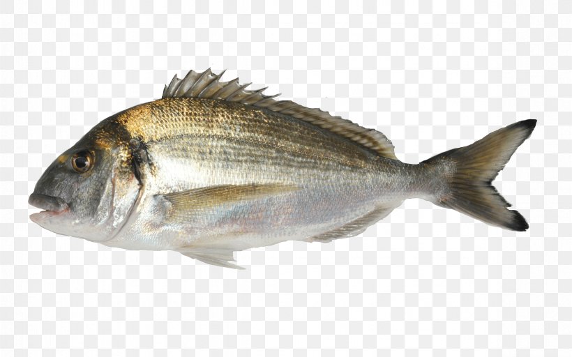 Oily Fish Gilt-head Bream Aquaculture Agriculture, PNG, 4724x2953px, Fish, Agriculture, Animal Source Foods, Aquaculture, Atlantic Cod Download Free