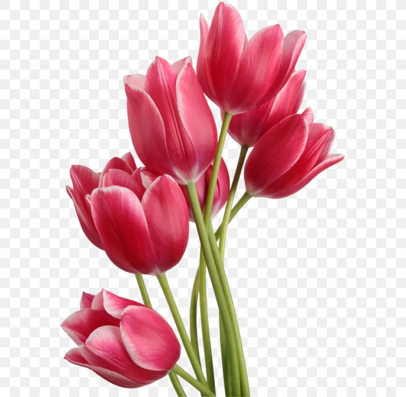 Tulip Computer File, PNG, 635x800px, Tulip, Artificial Flower, Cut Flowers, Display Resolution, Dots Per Inch Download Free