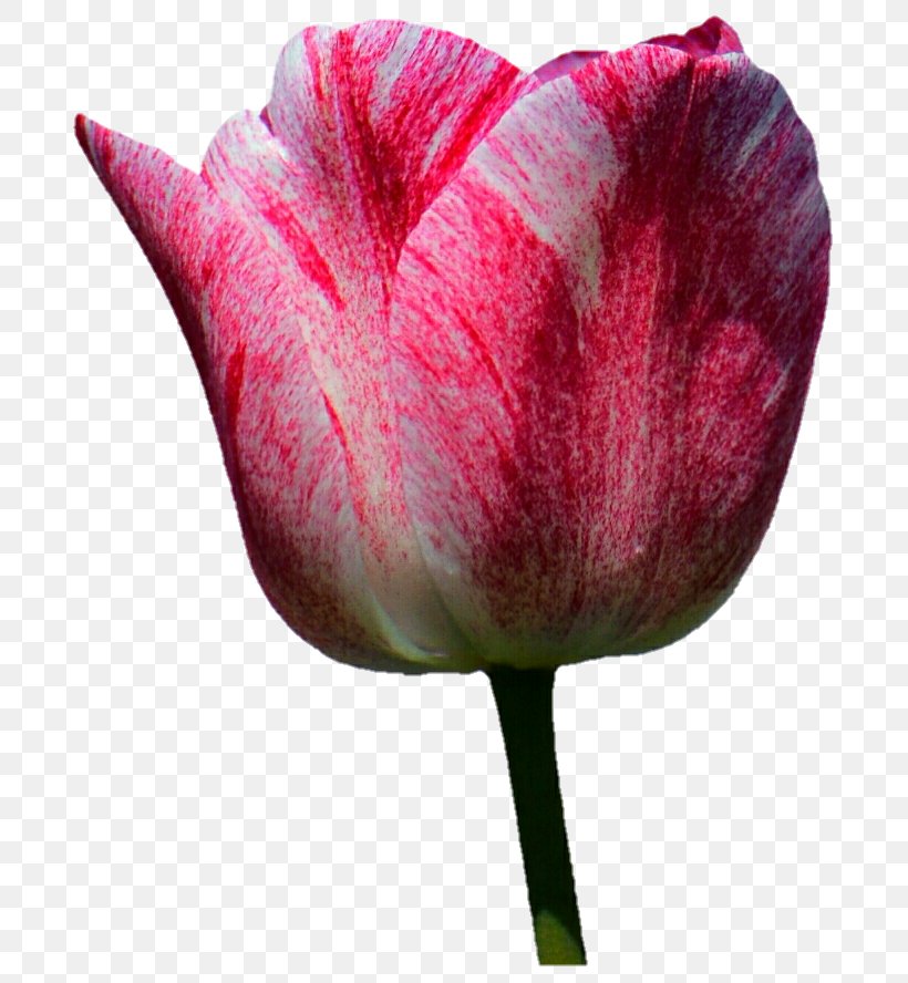 Tulip Flower Plant Stem Petal, PNG, 713x888px, Tulip, Blossom, Bud, Close Up, Cut Flowers Download Free