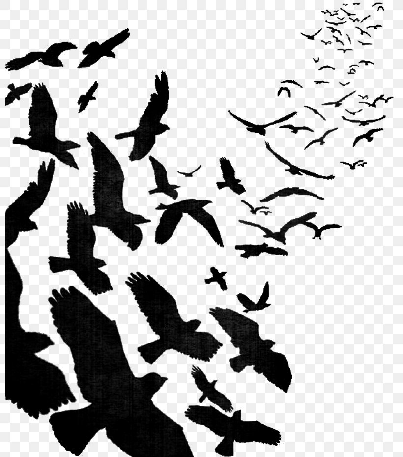 Bird Flight Bird Flight Flock Image, PNG, 800x930px, Bird, Animal, Bird Flight, Bird Migration, Blackandwhite Download Free