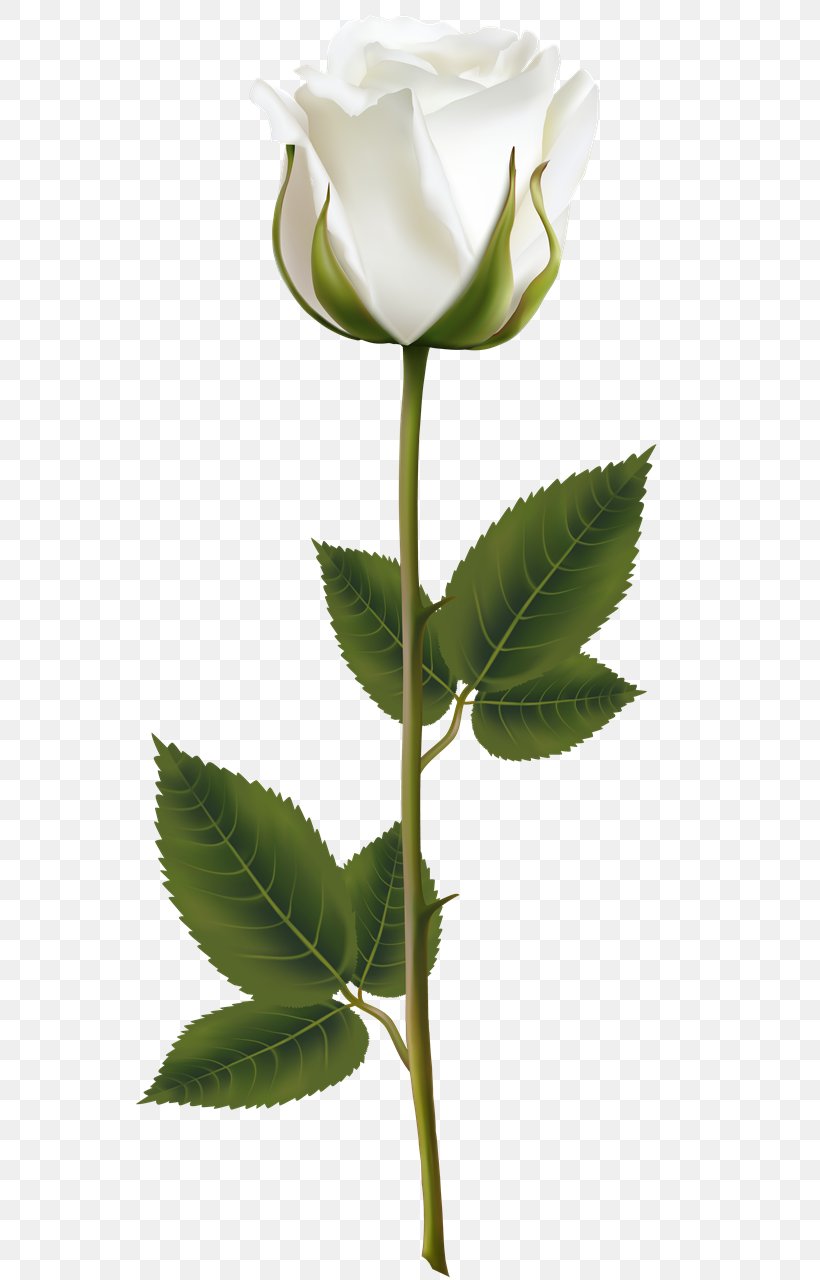 Clip Art Garden Roses Image, PNG, 581x1280px, Rose, Blue Rose, Bud, Cut Flowers, Flower Download Free