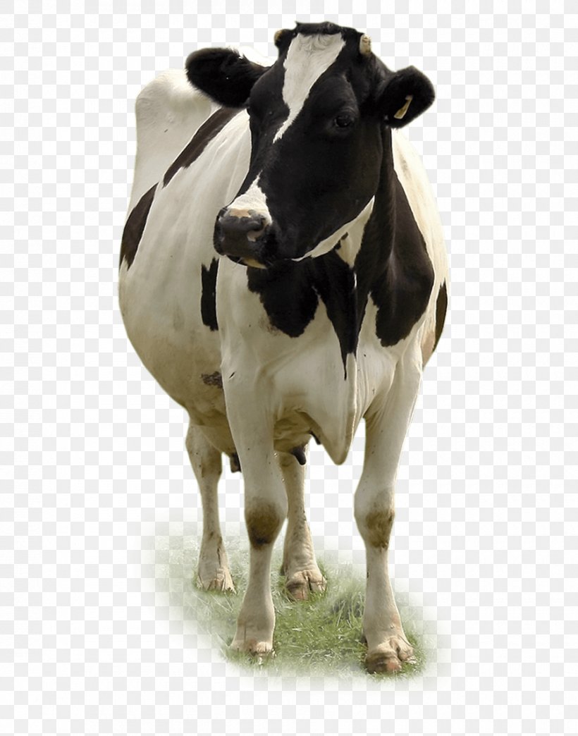 Dairy Cattle Miglioranza S.R.L. Calf Beef Cattle, PNG, 900x1146px, Dairy Cattle, Agriculture, Beef, Beef Cattle, Calf Download Free