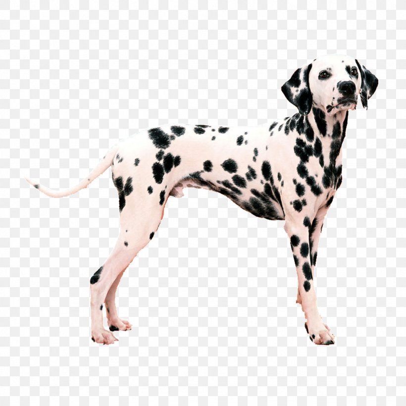 Dalmatian Dog Pet Harness Puppy Dog Collar, PNG, 1024x1024px, Dalmatian Dog, Canidae, Carnivore, Collar, Companion Dog Download Free