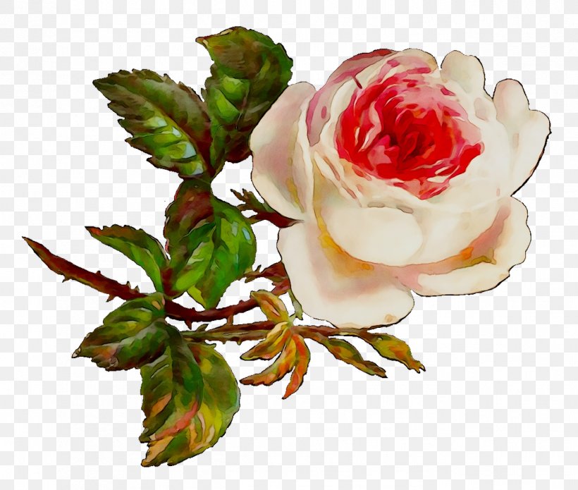 Garden Roses Cabbage Rose Floribunda Cut Flowers Floral Design, PNG, 1301x1103px, Garden Roses, Artificial Flower, Botany, Cabbage Rose, Cut Flowers Download Free