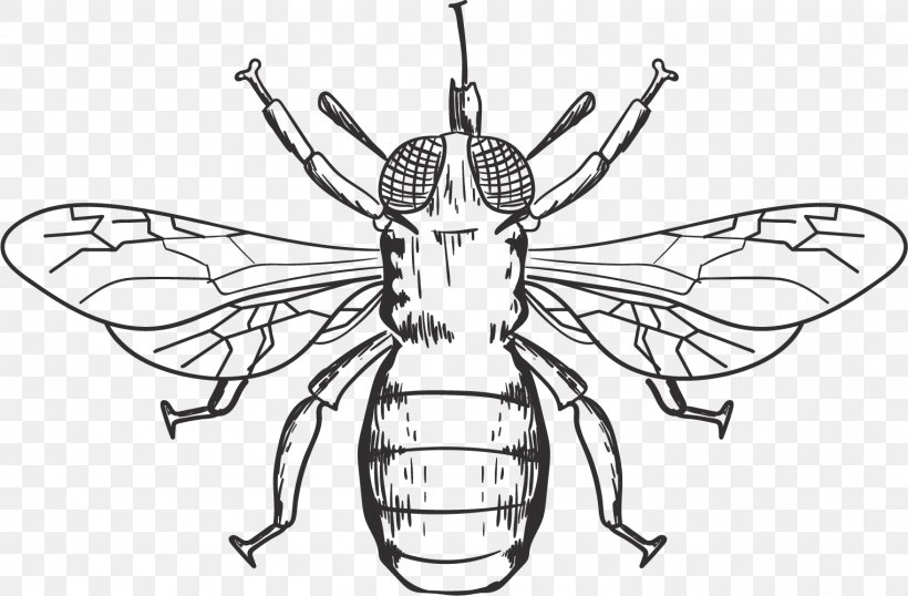 Honey Bee Bumblebee Clip Art, PNG, 1523x1001px, Honey Bee, Arthropod, Artwork, Autocad Dxf, Bee Download Free