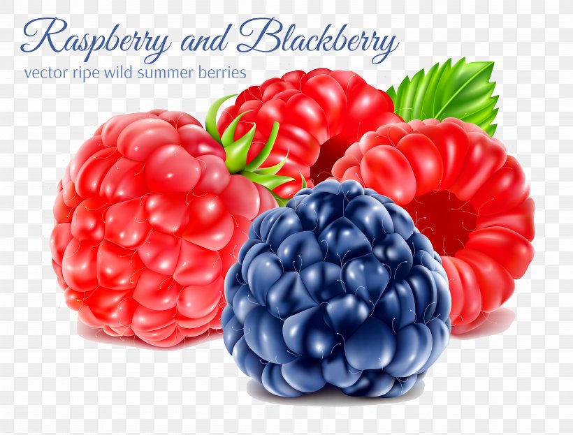 Juice Blueberry Raspberry Blackberry, PNG, 5239x3983px, Berry, Amora, Auglis, Blackberry, Blueberry Download Free