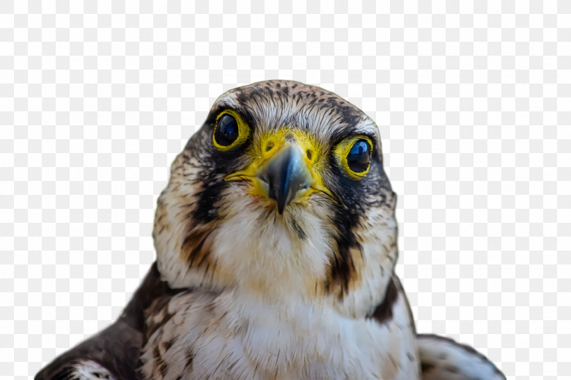 Owls Hawk Beak Close-up, PNG, 1920x1280px, Owls, Beak, Closeup, Hawk Download Free