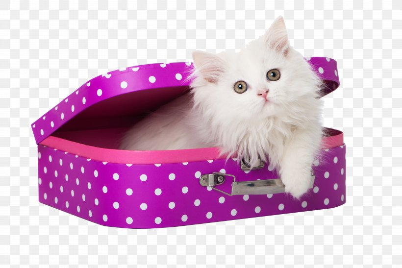 Persian Cat Himalayan Cat Kitten Cat Food Pet, PNG, 6695x4468px, Persian Cat, Animal, Black Cat, Box, Breed Download Free