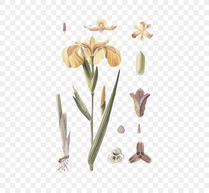 Petal Cut Flowers, PNG, 472x760px, Petal, Cut Flowers, Flower, Flowering Plant, Plant Stem Download Free