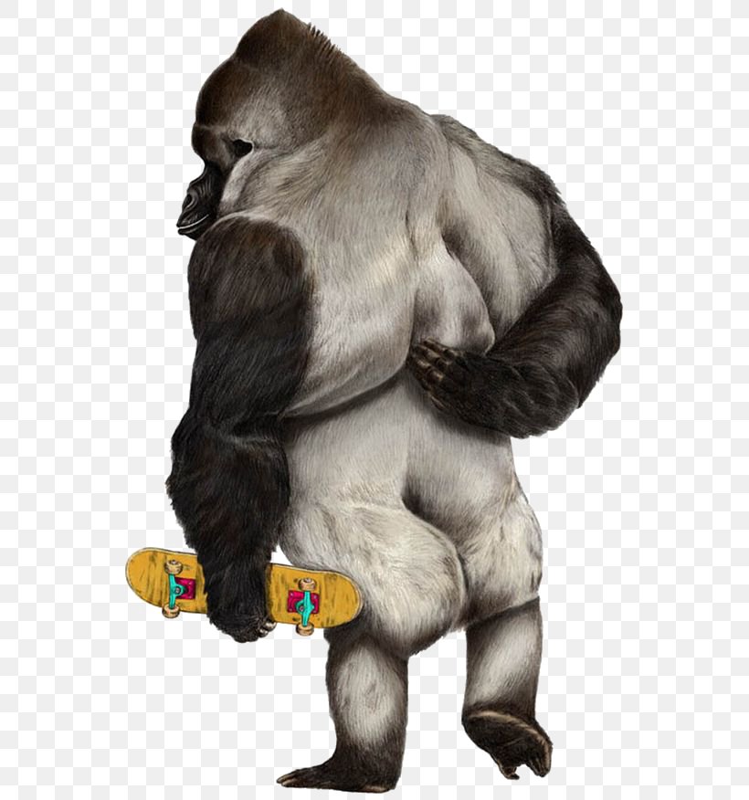 Western Gorilla Ape Skateboarding Illustration, PNG, 564x876px, Western Gorilla, Animal, Ape, Drawing, Ffffound Download Free