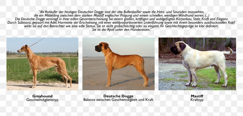 Dog Breed Great Dane English Mastiff Sporting Group Fawn, PNG, 1504x720px, Dog Breed, Breed, Carnivoran, Dog, Dog Like Mammal Download Free