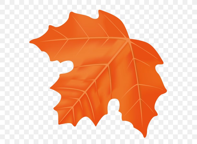 Maple Leaf Illustration Design, PNG, 600x600px, Maple, Black Maple, Deciduous, Holly, Leaf Download Free