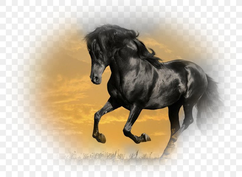 Mustang Stallion Arabian Horse Gallop Friesian Horse, PNG, 800x600px, Mustang, Animal, Arabian Horse, Black, Black Stallion Download Free