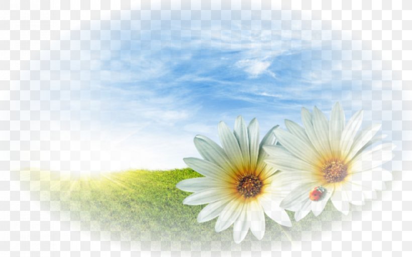 Desktop Wallpaper Canvas Painting Oxeye Daisy Petal, PNG, 980x612px, Canvas, Book, Clock, Computer, Daisy Download Free