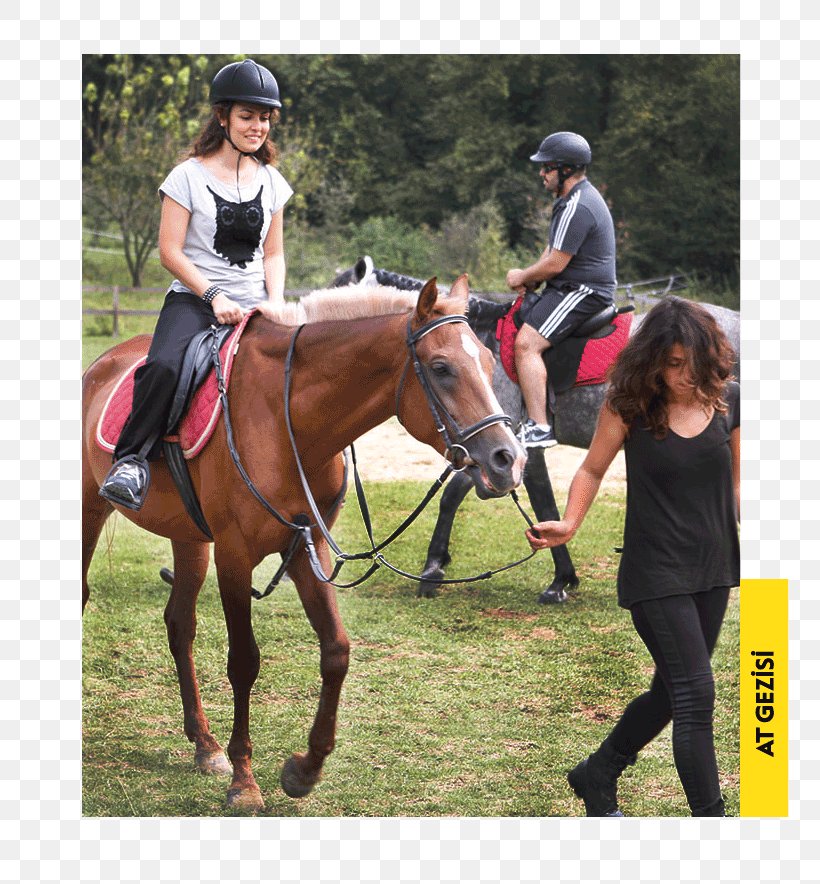Eventing Horse Hunt Seat Equestrian Hotel, PNG, 780x884px, Eventing, Adventure, Animal Sports, Animal Training, Bridle Download Free