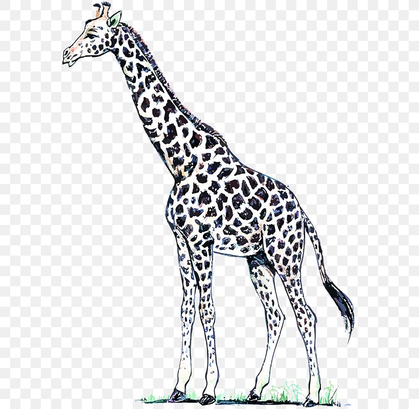 Giraffe Terrestrial Animal Giraffidae Wildlife Animal Figure, PNG, 613x800px, Giraffe, Adaptation, Animal Figure, Giraffidae, Terrestrial Animal Download Free