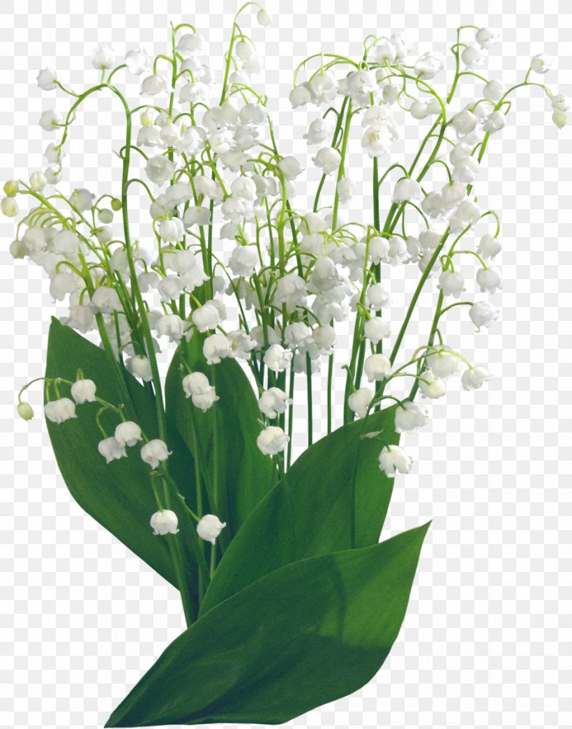 Lily Of The Valley Flower Clip Art, PNG, 941x1200px, Lily Of The Valley ...