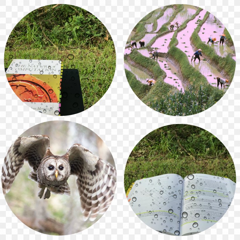 Owl Wildlife Fauna China, PNG, 1600x1600px, Owl, China, Fauna, Grass, Organism Download Free