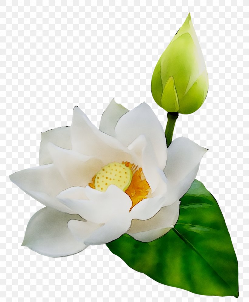 Clip Art Sacred Lotus Image Desktop Wallpaper, PNG, 1012x1228px, Sacred Lotus, Alismatales, Aquatic Plant, Arum Family, Botany Download Free