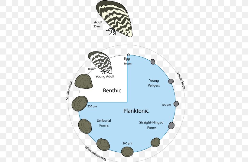 Quagga And Zebra Mussels: Biology, Impacts, And Control, Second Edition Quagga Mussel, PNG, 483x535px, Mussel, Blue Mussel, Diagram, Dreissena, Fresh Water Download Free