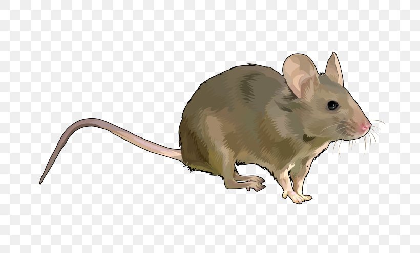 Rat Gerbil House Mouse Rodent Wood Mouse, PNG, 700x495px, Rat, Dormouse, Fauna, Gerbil, House Mouse Download Free