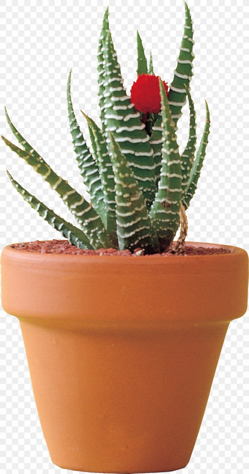 Citroën Cactus M Flowerpot Houseplant Aloe Vera, PNG, 1036x1967px, Flowerpot, Aloe, Aloe Vera, Cactus, Houseplant Download Free