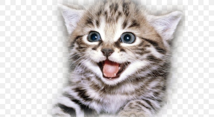 Kitten Cat Puppy Cuteness Happiness, PNG, 600x450px, Watercolor, Cartoon, Flower, Frame, Heart Download Free
