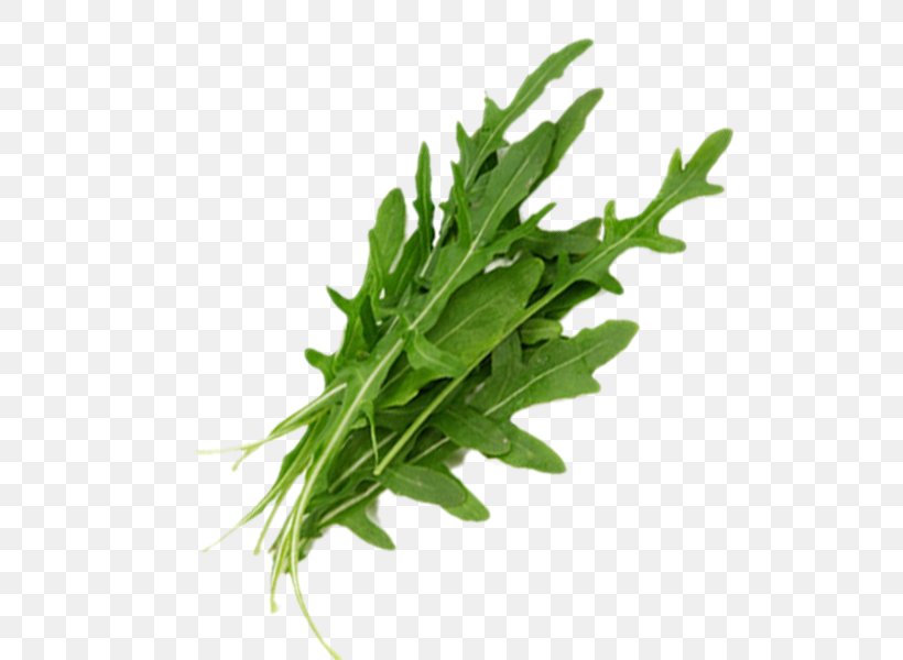 Vegetable Spring Greens Rapini Coriander Amsoi, PNG, 600x600px, Vegetable, Coriander, Fines Herbes, Herb, Istock Download Free