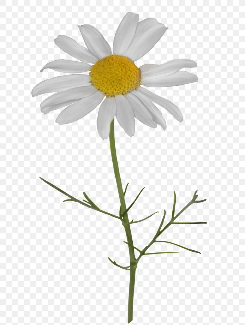 Common Daisy Image Chamomile Oxeye Daisy, PNG, 654x1088px, Common Daisy, Annual Plant, Aster, Asterales, Botany Download Free
