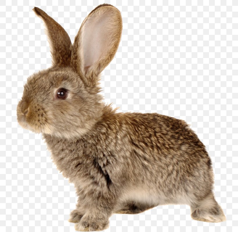 Easter Desktop Wallpaper Rabbit, PNG, 744x800px, Easter, Christmas, Domestic Rabbit, Drawing, Fauna Download Free