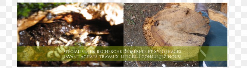 Mérule Serpula Lacrymans Ksülofaag Rouen Lumber, PNG, 1920x530px, Serpula Lacrymans, Advertising, Caen, Expert, Fauna Download Free