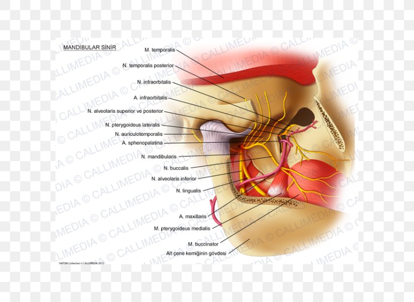 Mandibular Nerve Trigeminal Nerve Inferior Alveolar Nerve Mandible, PNG, 600x600px, Watercolor, Cartoon, Flower, Frame, Heart Download Free