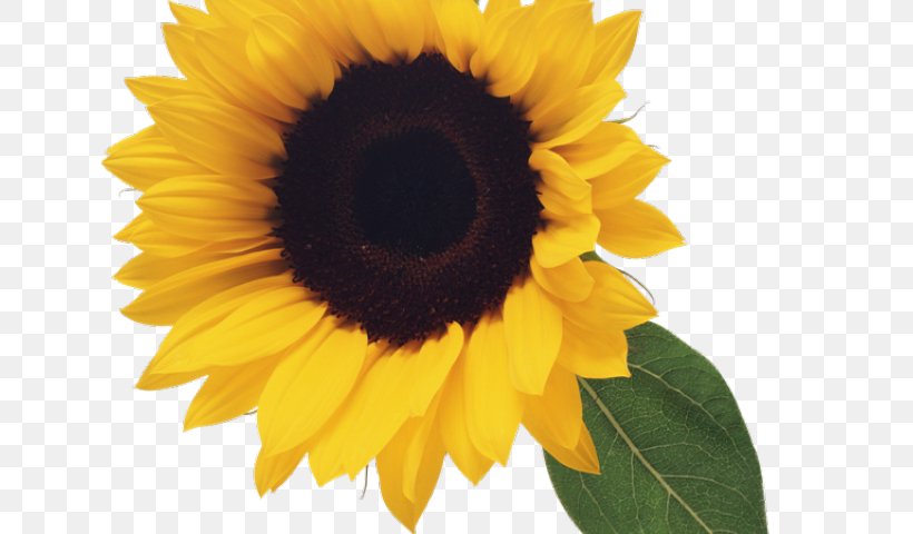 Sunflower, PNG, 640x480px, Common Sunflower, Annual Plant, Asterales, Cuisine, Daisy Family Download Free
