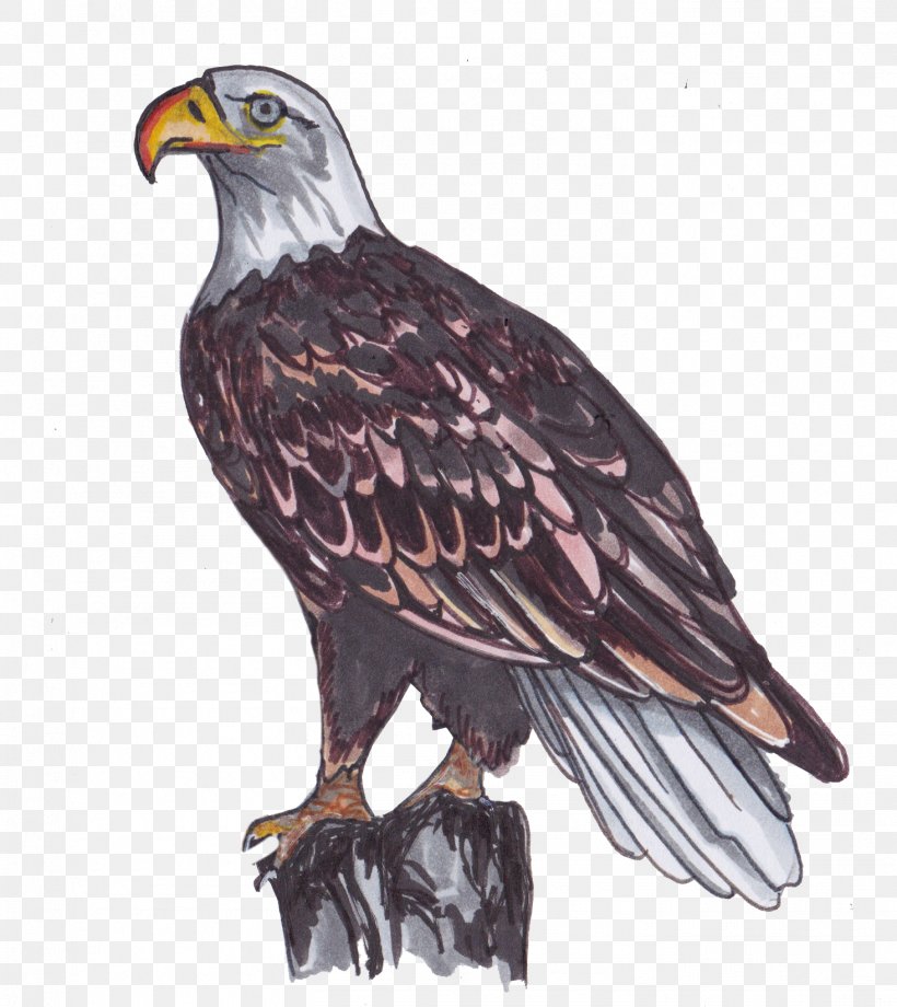 Bald Eagle Bird White-tailed Eagle Hawk, PNG, 1465x1645px, Bald Eagle, Accipitridae, Accipitriformes, Beak, Bird Download Free