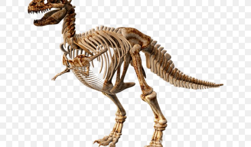 Dinosaur Image Skeleton Stegosaurus, PNG, 640x480px, Dinosaur, Allosaurus, Animal Figure, Extinction, Figurine Download Free