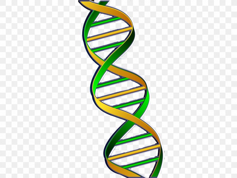 DNA Nucleic Acid Double Helix Gene Green, PNG, 1000x750px, Dna, Body Jewelry, Chemistry, Dna Profiling, Gene Download Free