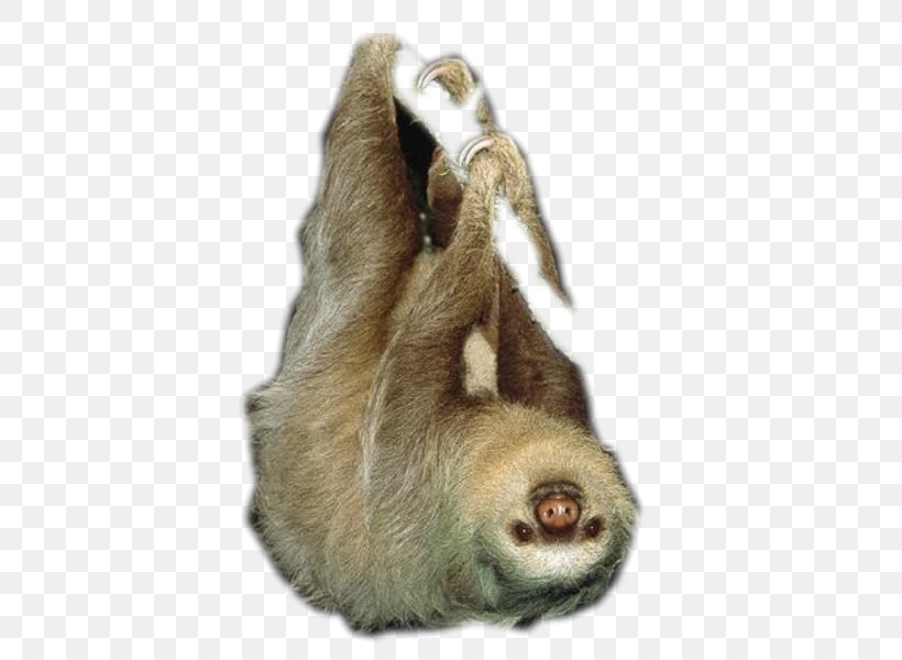 Hoffmann's Two-toed Sloth Linnaeus's Two-toed Sloth Brown-throated Sloth Maned Sloth Pale-throated Sloth, PNG, 800x600px, Brownthroated Sloth, Animal, Chinese Bamboo Rat, Fauna, Fur Download Free