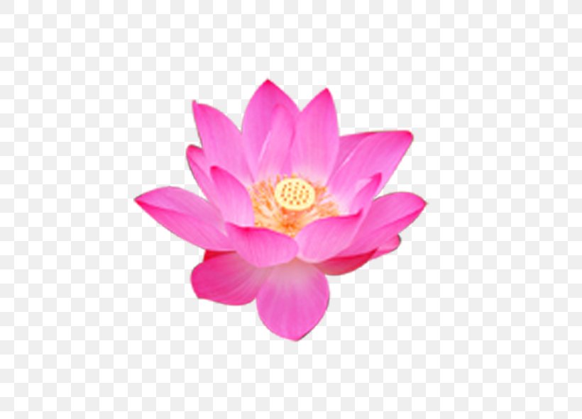 Nelumbo Nucifera Flower Rulaizong Buddhism Petal, PNG, 591x591px, Nelumbo Nucifera, Aquatic Plant, Blossom, Buddhism, Chan Master Wujue Miaotian Download Free