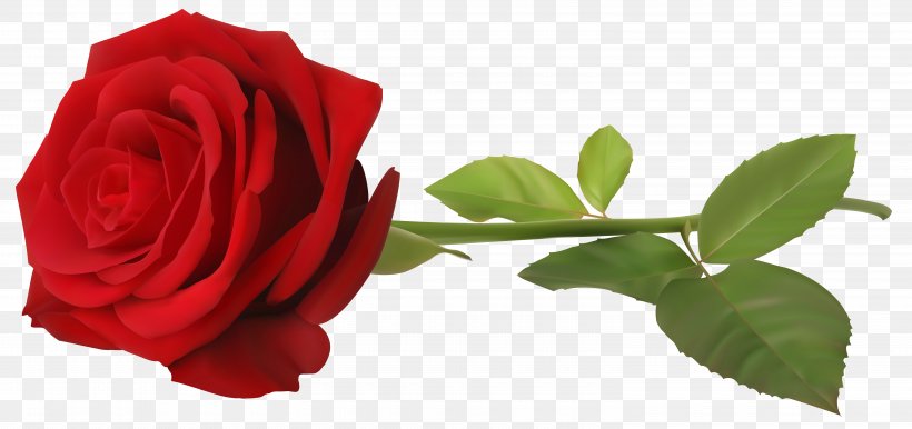 Rose Plant Stem Flower Clip Art, PNG, 6000x2830px, Rose, China Rose, Cut Flowers, Floribunda, Flower Download Free