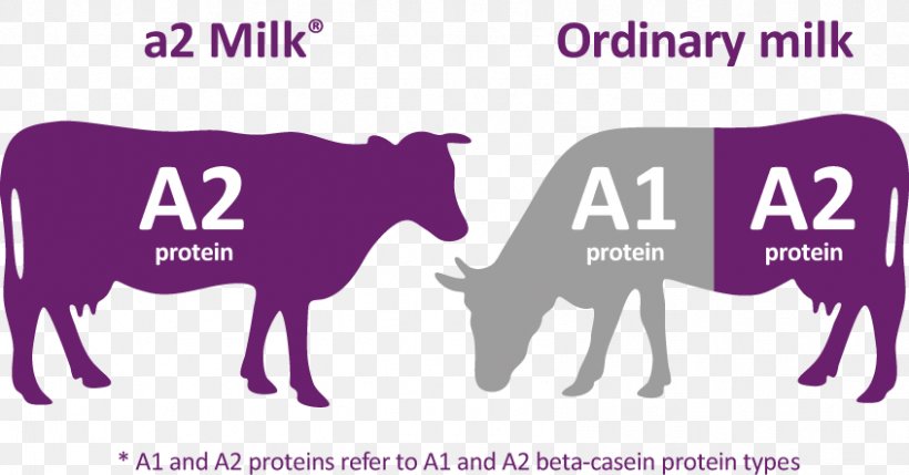 The A2 Milk Company Cattle Dairy Products, PNG, 846x443px, Milk, A2 Milk, A2 Milk Company, Australian Securities Exchange, Brand Download Free