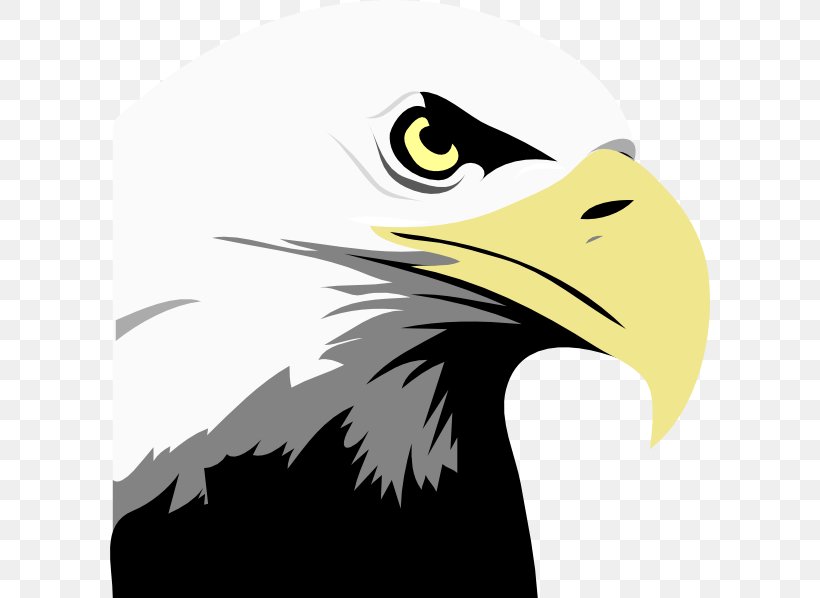 Bald Eagle Royalty-free Clip Art, PNG, 600x598px, Bald Eagle, Accipitriformes, Beak, Bird, Bird Of Prey Download Free