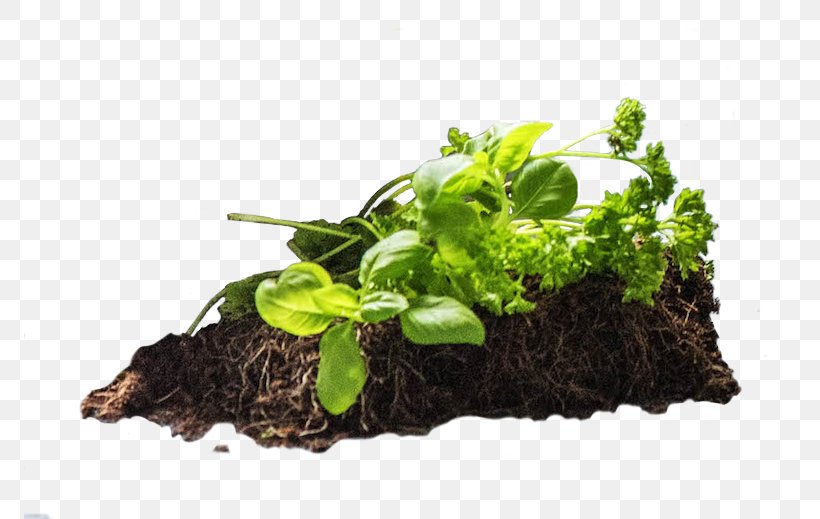 Herb, PNG, 772x519px, Herb, Leaf Vegetable, Plant Download Free