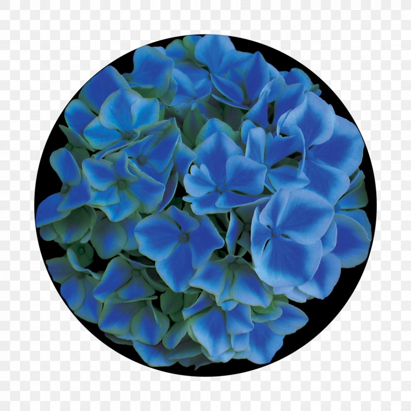 Hydrangea Glass Rose Family Gobo Petal, PNG, 1200x1200px, Hydrangea, Blue, Cobalt Blue, Cornales, Electric Blue Download Free