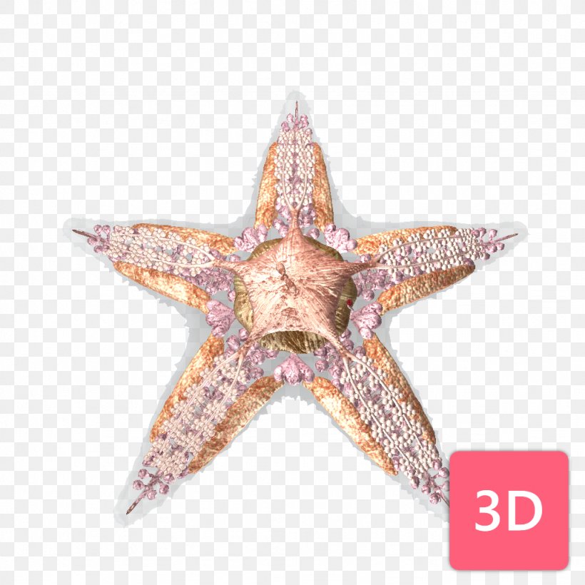 Starfish Comparative Anatomy Human Body Sea, PNG, 1024x1024px, Starfish, Anatomy, Classroom, Comparative Anatomy, Dissection Download Free