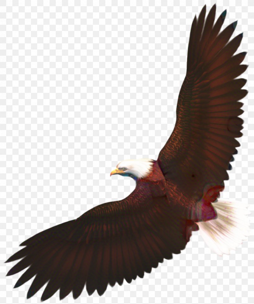 Turkey Cartoon, PNG, 1001x1199px, Bald Eagle, Accipitridae, Beak, Bird, Bird Flight Download Free