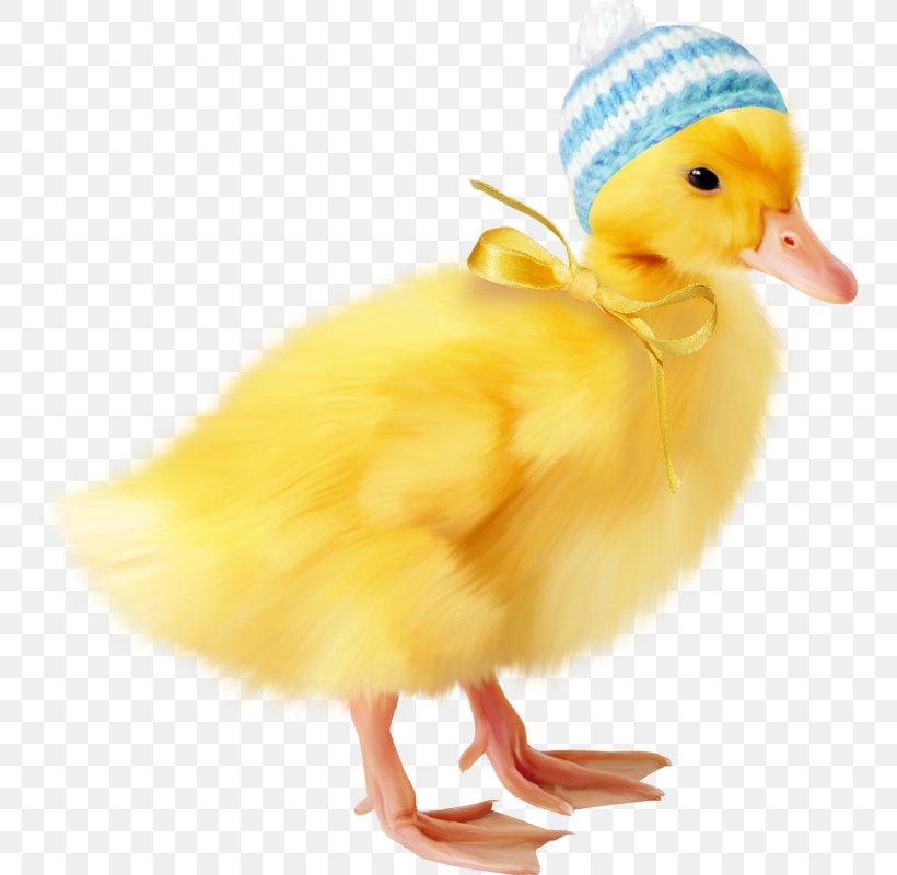 Duck Icon, PNG, 751x800px, Duck, Albom, Animal, Beak, Bird Download Free
