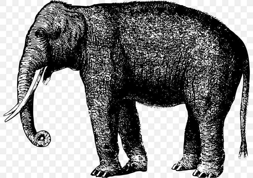 Indian Elephant African Elephant Mammoth Tusk Elephantidae, PNG, 800x577px, Indian Elephant, African Elephant, Asian Elephant, Black And White, Drawing Download Free